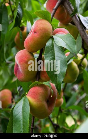 Branches with donut peaches and green leaves. Peach tree. Stock Photo