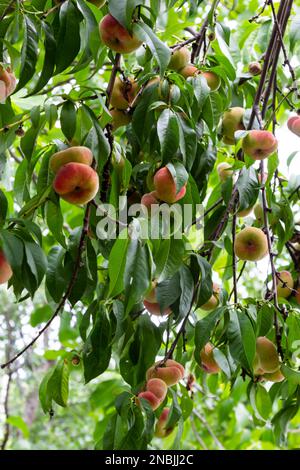 Branches with donut peaches and green leaves. Peach tree. Stock Photo