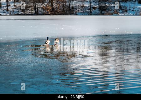 Ducks at Ritzensee Stock Photo