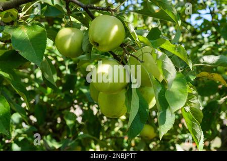 Malus domestica Golden Delicious, apple Golden Delicious, dessert apples growing in an English Orchard Stock Photo