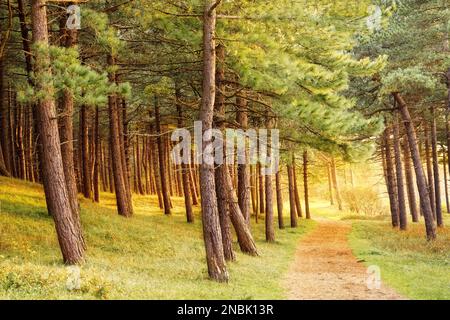 A pine forest at sunset. A small path in the forest. North Holland dune reserve, Netherlands. Stock Photo