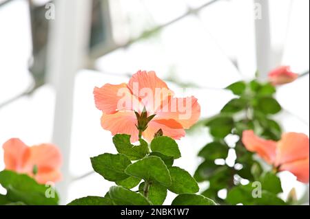 This is a picture of a beautifully colored Hibiscus rosasinensis blooming Stock Photo