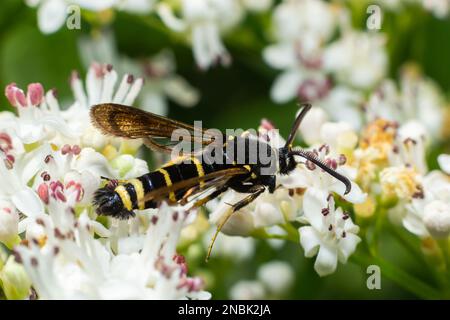 Paranthrene tabaniformis on elder flower close-up. In the natural environment, near the forest in summer. Stock Photo