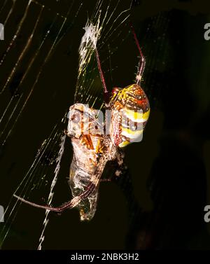 Close-up of a St Andrew's Cross Spider with cicada prey (Argiope keyserlingi) in its web, Far North Queensland, FNQ, QLD, Australia Stock Photo