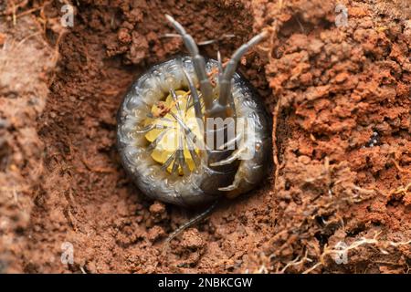 Centipede protecting its eggs, Scolopendra hardwickei, Satara, Maharashtra, India Stock Photo