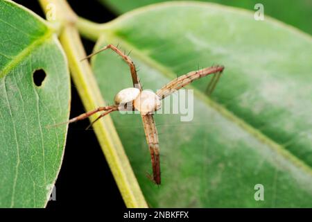 Male Anasujas signature spider, Argiope anasuja male, Satara, Maharashtra, India Stock Photo