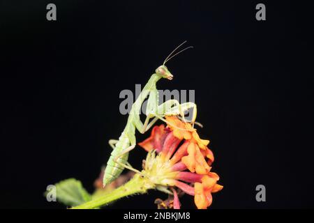 Subadult female green mantis, Hierodula ventralis, Satara, Maharashtra, India Stock Photo