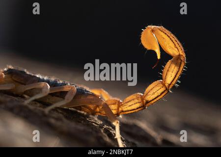 Pretty Indian red scorpion (Hottentotta tamulus) resting on bark, a ...