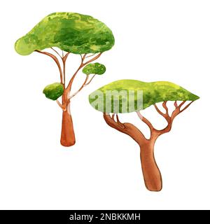 Dragon blood tree watercolor illustration isolated on white 