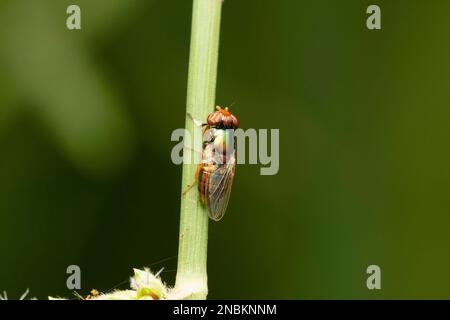 Metallic Soldier Fly Dorsal view, Microchrysa polita Satara, Maharashtra, India Stock Photo