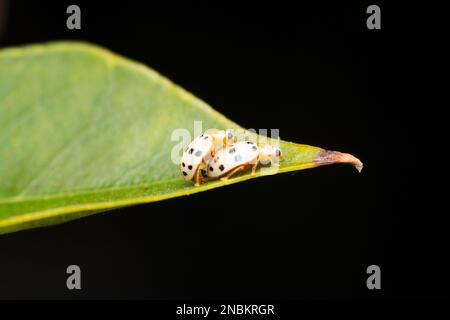 Ashy gray ladybug, Olla v-nigrum, Satara, Maharashtra, India Stock Photo