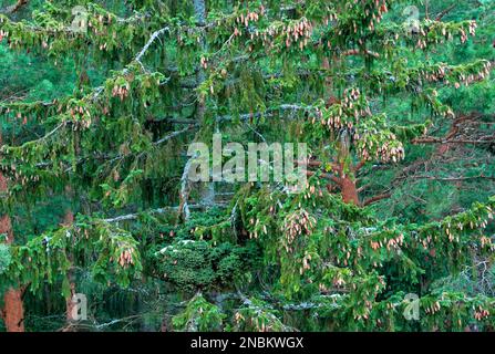 There are many fir cones on the branches of the coniferous forest. Large Stock Photo