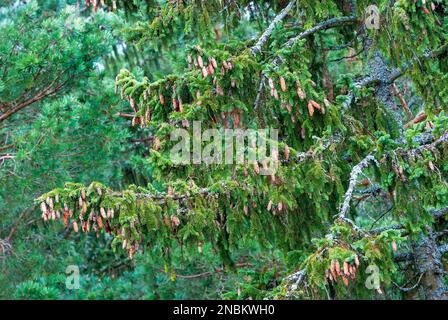 There are many fir cones on the branches of the coniferous forest. Large Stock Photo