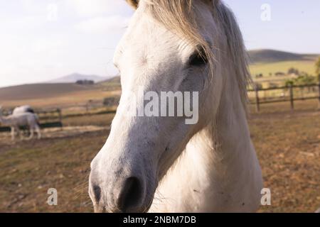 Premium Photo  Young white horse front closeup portrait on white isolated  background Wild cute horse baby