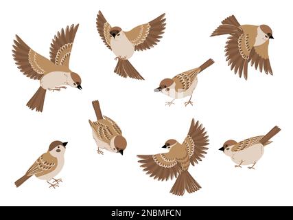 Birds cartoon set with isolated images of sparrows various poses flying and sitting on blank background vector illustration Stock Vector