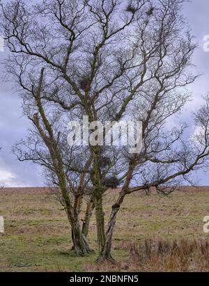 A leafless Silver Birch tree stands silhouetted against a grey springtime sky in February on the high moorland slopes of Colsterdal at Breary Banks Stock Photo