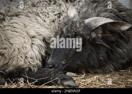 Portrait of a male black Hortobagy Racka sheep (Ovis aries strepsiceros Hungaricus) with long spiral shaped horns and expressive eyes, having a rest. Stock Photo