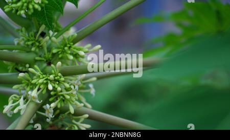 Papaya Tree With Pistils And Flowers In White And Green Colors, In Belo Laut Village During The Day Stock Photo