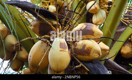 Dense And Yellow Quail Coconut Fruit On A Tree, In The Village Of Belo Laut During The Day Stock Photo