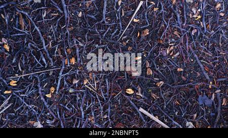 Texture Of Coconut Tree Roots Spreading On The Ground, In Belo Laut Village During The Day Stock Photo