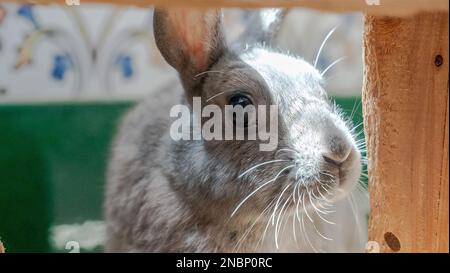 a landscape image of a pet bunny rabbit through a wooden frame close up Stock Photo