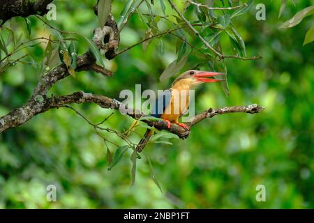 A oriental dwarf kingfisher perching on tree branch Stock Photo