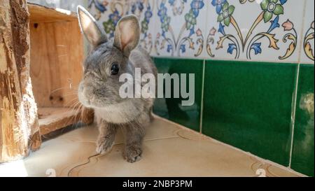 a image of my grey pet bunny rabbit posing for a landscape photo Stock Photo