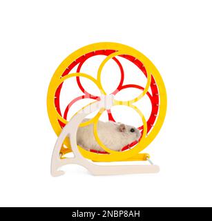 Cute funny hamster running in wheel on white background Stock Photo
