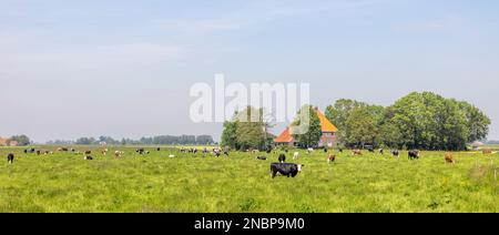Herd cows and farm, landscape with grazing livestock in the netherlands. Dutch countryside with meadow and blue sky Stock Photo