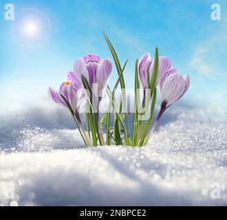 Beautiful spring crocus flowers growing through snow outdoors Stock Photo