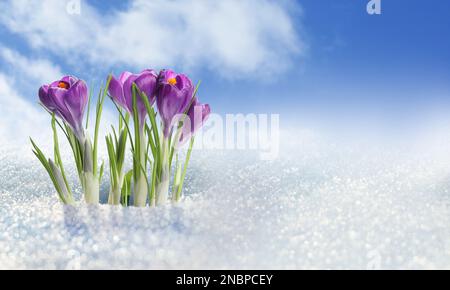 Beautiful spring crocus flowers growing through snow outdoors, space for text Stock Photo