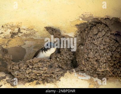The common house martin (Delichon urbicum) resting in the nest. Stock Photo
