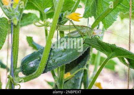 A green grasshopper sits on a cucumber fruit against a background of leaves and flowers. A green grasshopper is just like a cucumber. Stock Photo