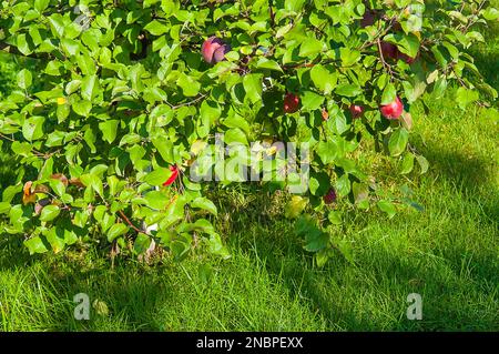 Branches of an apple tree with red ripe fruits on the background of a green lawn, illuminated by the sun. Stock Photo