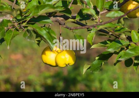 Two yellow ripe apples hang on an autumn branch. Selective focus and blurred background. Stock Photo