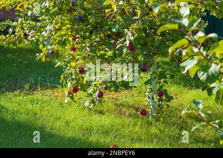 Branches of an apple tree with red ripe fruits on the background of a green lawn, illuminated by the sun. Stock Photo