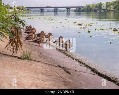 A flock of cute ducks sits on a concrete bank of the Dnipro river in Kyiv, Ukraine. Water surface covered by lily flowers with large leaves and bloom. Stock Photo