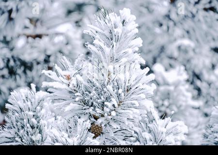 Background, snow covered pine branches Stock Photo