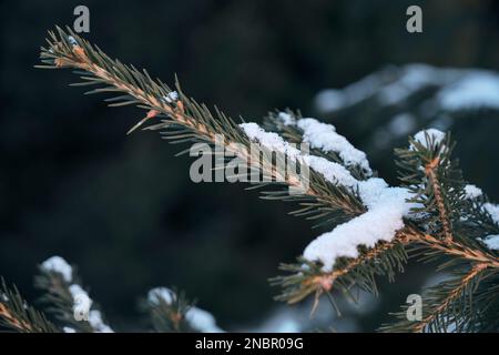 Spruce branches are covered with snow, winter is in forest Stock Photo