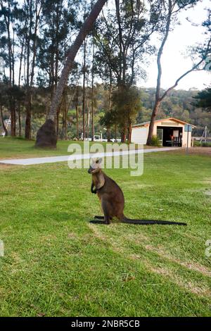 Australian Rock Wallaby Stock Photo