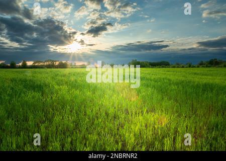 Sunset glow and cloudy sky over green grain field, Zarzecze, Poland Stock Photo