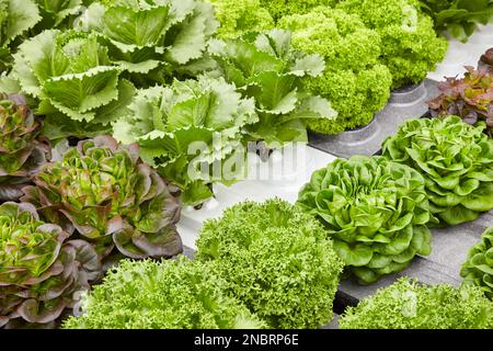 Growth of various crops of fresh green and red lettuce on polystyrene blocks Stock Photo