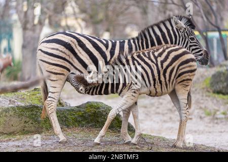 The plains zebra (Equus quagga, formerly Equus burchelli), also known as the common zebra or Burchell's zebra. Female zebra with foal. Stock Photo