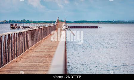 Seagulls sit on the railing of wooden bridge on Lesina lake, 22-km-long, biodiverse lagoon with a walkway, wildlife-observation deck and large eel pop Stock Photo