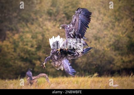 A closeup of two golden eagles fighting in a field with their wings wide open Stock Photo