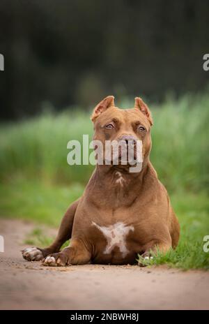 A pit bull type dog on a nature walk Stock Photo
