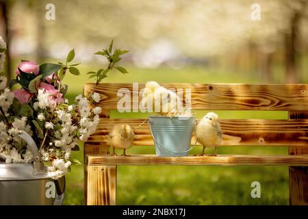 Litttle cute chicks on a kids bench in the park, outdoors springtime Stock Photo
