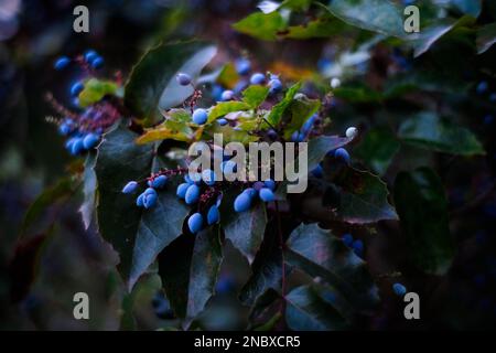 Close up of a few blue berries growing and thriving on a bush. The plants are green and important for the planet. Stock Photo