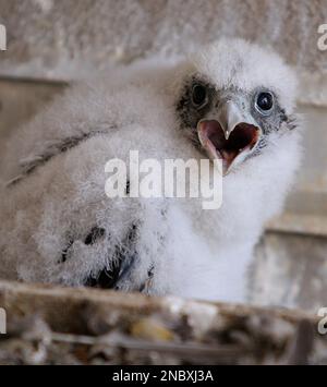 A three week old peregrine falcon waits to be banded by University