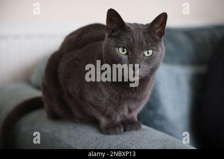 Russian blue crossbreed cat Stock Photo